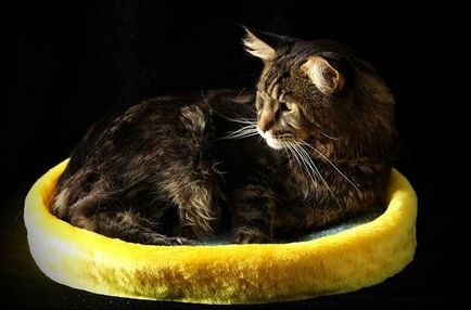 Саморобна лежанка для кішки
