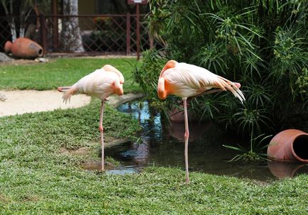 Secretele flamingo-ului cum să dormi pe un picior - meteoritul de la phobos