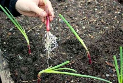 Секрети і правила вирощування розсади цибулі з насіння