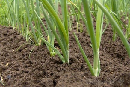 Секрети і правила вирощування розсади цибулі з насіння