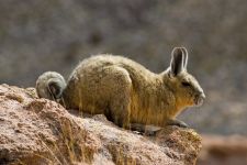 Chinchilla, chinchilla-ul se comporta ciudat, chinchilla-ul pune în mișcare furajele, labele se mișcă, chinchilla