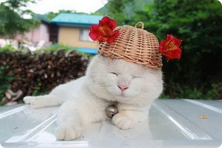 Shirokoekko, pisica care a ajuns la nirvana