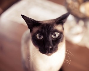 Сіамська кішка опис породи і харакетра, фото, кіт і кішка