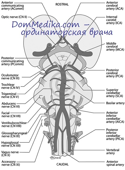 Синдроми гострої короткочасної ішемії стовбура головного мозку Унтерхарншейдта і дроп-атак (падаючої