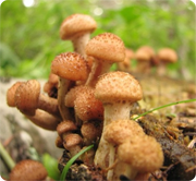 Скільки часу потрібно варити свіжі гриби - білі, маслюки, підберезники, лисички, опеньки