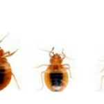 Câte bug-uri trăiesc după dezinfecție