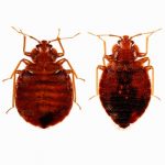 Câte bug-uri trăiesc după dezinfecție