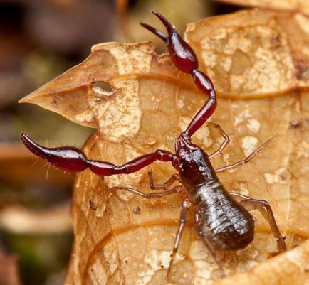 Scorpionii și scorpionii falsi în fauna lumii