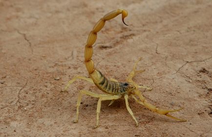 Scorpionii și scorpionii falsi în fauna lumii