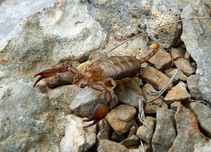 Scorpionii și scorpionii falsi în fauna lumii