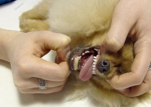 Schimbarea dinților în Spitzul Pomeranian