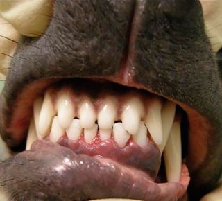 Schimbarea dinților la câini de rase mici, cum ar fi Pomeranian Pomeranian și Yorkshire Terrier
