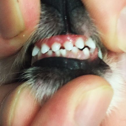 Зміна зубів у собак дрібних порід таких як померанський шпіц і йоркширський тер'єр