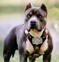 Caracteristicile rasei pitbull