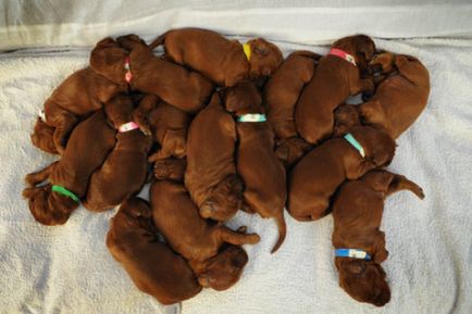 Câinele a dat naștere unui număr mare de cățeluși