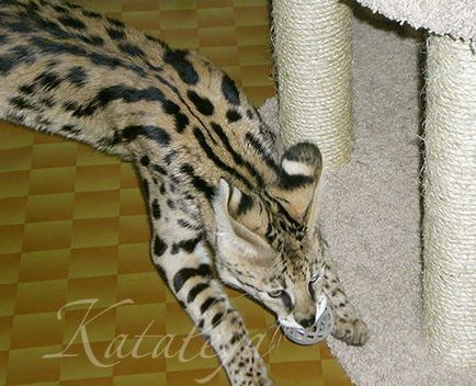 Întreținerea servalov, kataleya - o creșă de pisici unice exotice și cele mai scumpe din lume