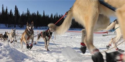 Salvation Szahalin husky - segítség a megújulás a fajta Oleg Kozhemyako