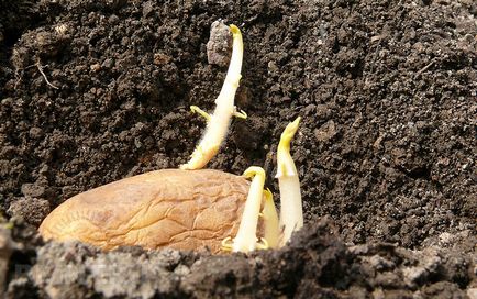 Metode de germinare a cartofilor înainte de plantare