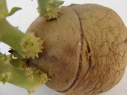 Metode de germinare a cartofilor înainte de plantare