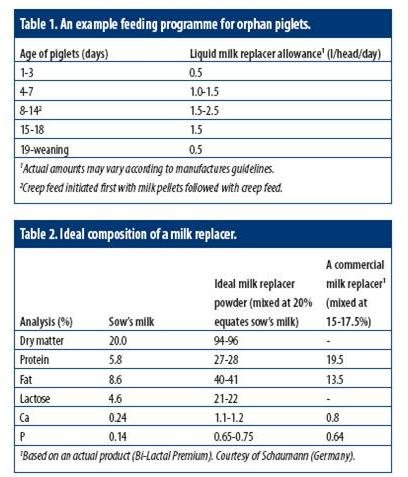 Статті по годівлі свиней на piginfo, широке застосування замінників молока