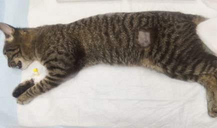 Стерилізація кішок, кастрація котів, ветеринарна клініка Бембі