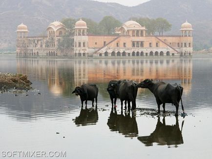 Країна щасливих корів