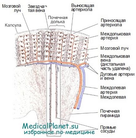 Structura circulației sângelui în rinichi