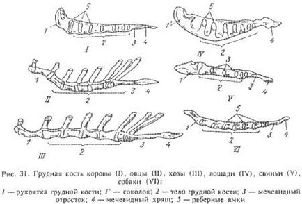 Structura vertebrelor și toracelui la animalele domestice (partea 5) - totul despre medicina veterinară