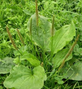 Proprietățile plantain, cu mustață