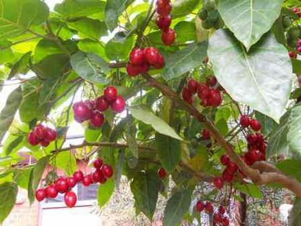 Tamarillo îngrijire, boală, fotografie, reproducere