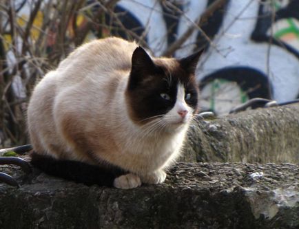 Viața secretă a pisicilor stradale din Riga, vmzh