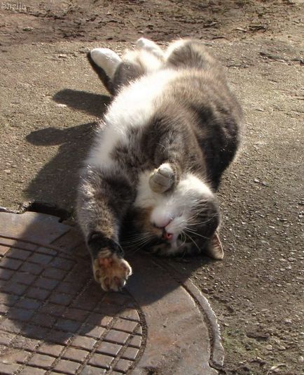 The Secret Life of utca macskák a pajtában, és az ideiglenes tartózkodási
