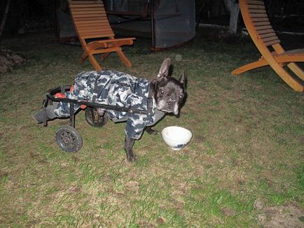 Візок для собаки-інваліда середнього розміру в дар (москва)