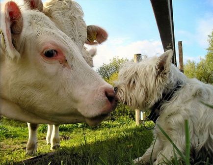 Temperaturile vacilor de lapte - agroxi