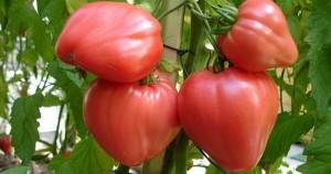 Тепличні сорти томатів