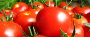 Тепличні сорти томатів