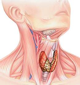 Thyreoiditis - tünetek és kezelés