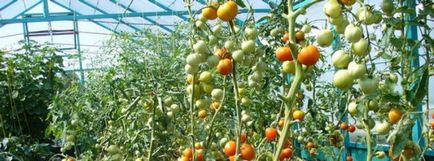 Томат - тайфун - f1 характеристики і опис сорту помідор, морозостійкість, врожайність,
