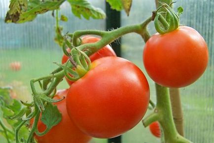 Caracteristicile tomato-taifun-f1 și descrierea soiului de roșii, rezistența la îngheț, randamentul,