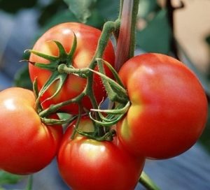 Caracteristicile tomato-taifun-f1 și descrierea soiului de roșii, rezistența la îngheț, randamentul,