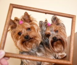Top-5 - mici rase decorative de câini, revista online a femeilor 