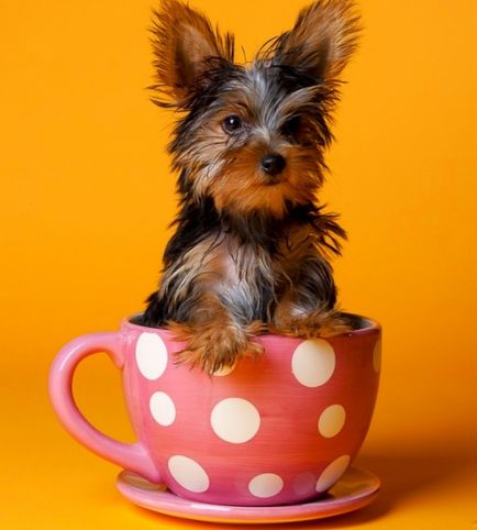 Top 5 - kis dekoratív kutya fajtája, a női online magazin «csinos nők életében»