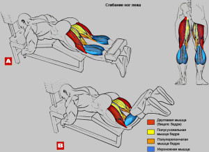 Тренування ніг максимальна стимуляція за короткий період часу, спорт і здоров'я