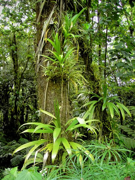 Тропічний ліс