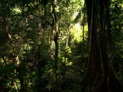 esőerdő