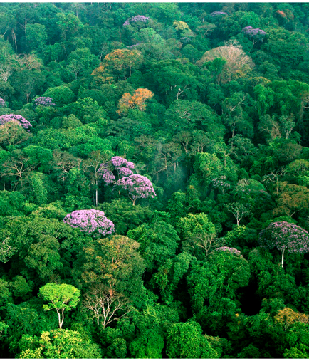 Тропічний ліс