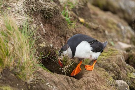 Тупик (fratercula arctica) розмноження, фото, цікаві факти