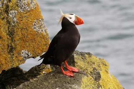 Blocare (fratercula arctica) reproducere, fotografii, fapte interesante