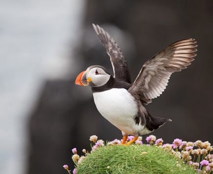 Blocare (fratercula arctica) reproducere, fotografii, fapte interesante