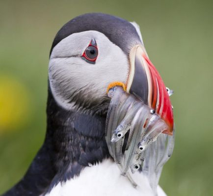 Тупик (fratercula arctica) розмноження, фото, цікаві факти